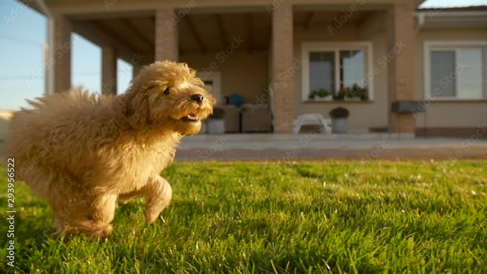 Little cute toy poodle dog running fast at the backyard at slowmotion, 200fps. His face is smiling. Yard covered with green lawn, green grass with house on the background. Apricot fur 