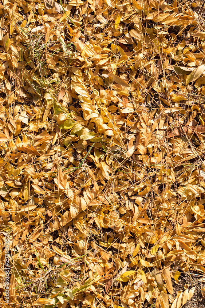 Red and Orange Autumn Leaves Background, Golden autumn in warm colors Red and Orange Autumn Leaves Background, Golden autumn in warm colors