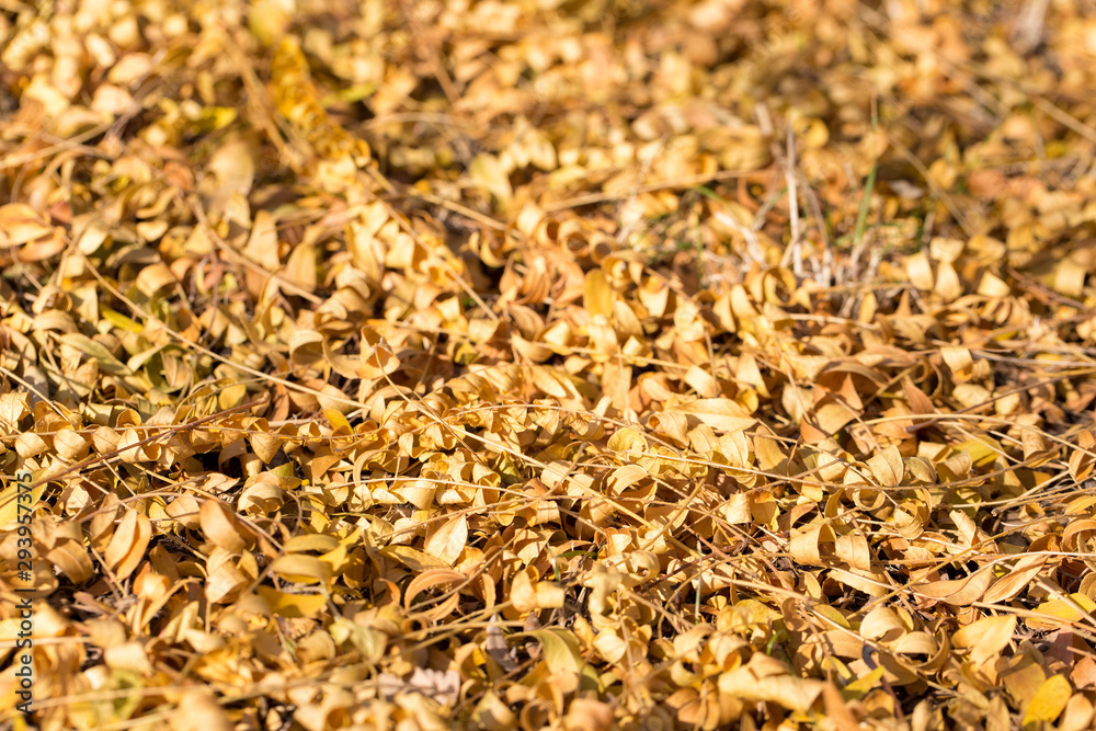 Red and Orange Autumn Leaves Background, Golden autumn in warm colors Red and Orange Autumn Leaves Background, Golden autumn in warm colors