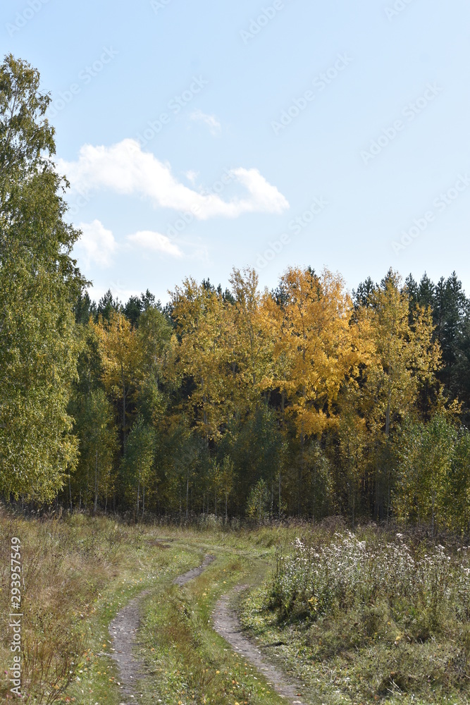 Fototapeta premium autumn