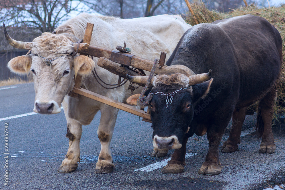 Oxen pulling a cart loaded with hay along a Romanian road. Hardy hardworking animals. Oxen pulling a cart loaded with hay along a Romanian road. Hardy hardworking animals.