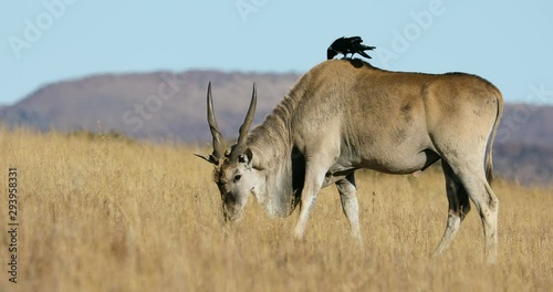 Male eland antelope (Tragelaphus oryx) in grassland with accompanying pied crow, South Africa photo