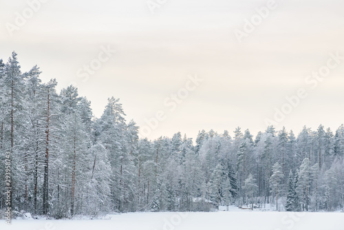 The forest on the ice lake has covered with heavy snow and sky in winter season at Lapland, Finland. © Joeahead