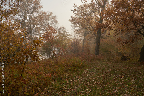 A quiet autumn dawn over the lake in sunlight. Fresh fog creeps over the ground. © nikolay_alekhin