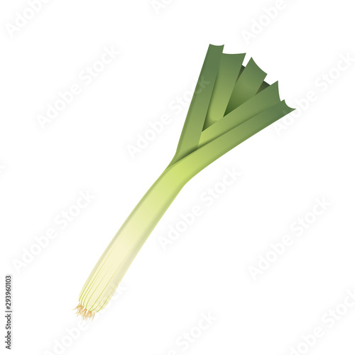 Fresh leek leaf. 3D realistic vector onion leaves. Healthy aroma. Isolated on white background. Herbs and spices kitchen set. Vector illustration