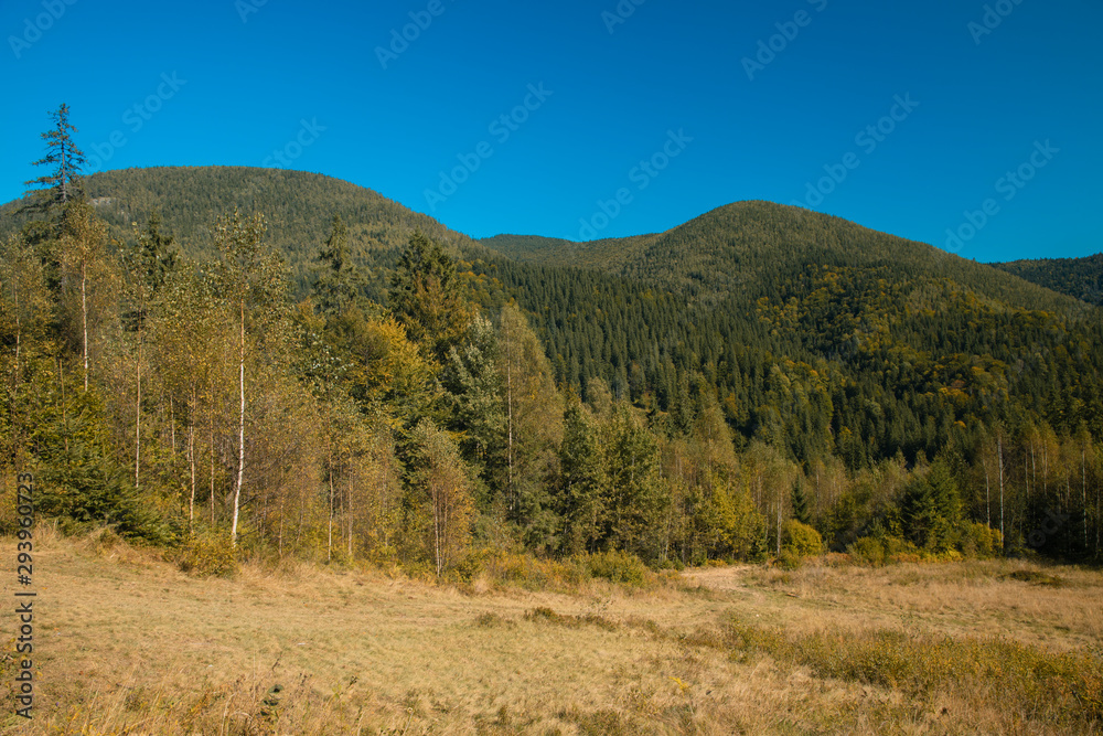 autumn season brown colors moody scenery landscape pine trees mountain forest photography