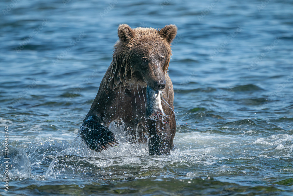 Fototapeta premium Stolzer Braunbär Kukak Bay Alaska