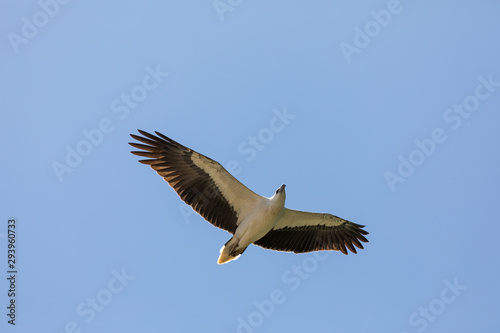 White-bellied sea eagle in flight
