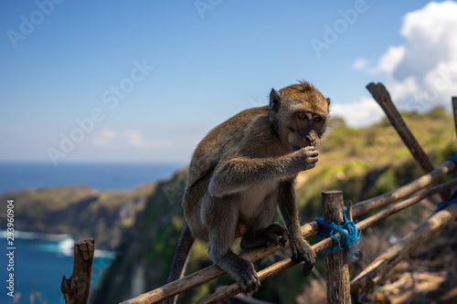 Monkey on fence