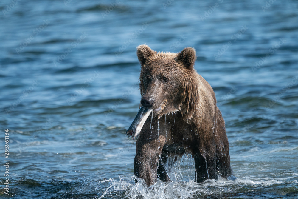 Ein Paradies für Braunbären - Kukak Bay Alaska Ein Paradies für Braunbären - Kukak Bay Alaska