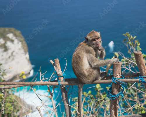 Monkey up high overlooking beach © RSR.photo