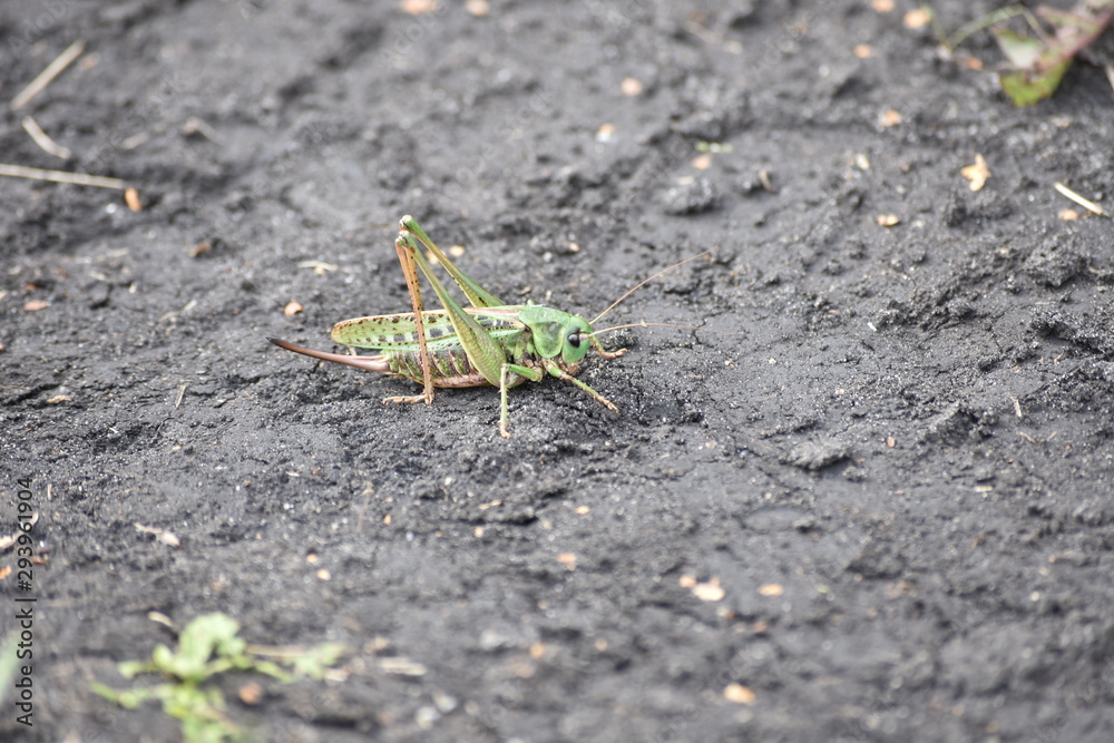 green grasshopper green grasshopper