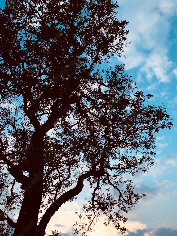 Fototapeta premium tree against blue sky