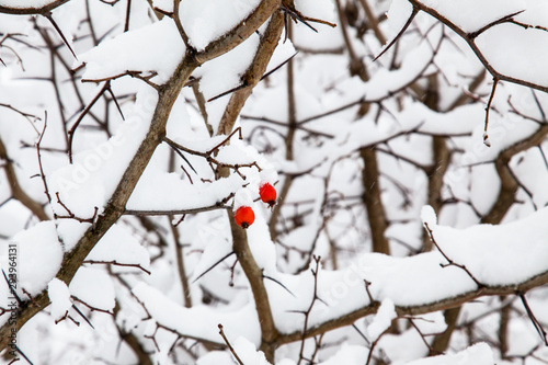 Shrub branches and red berries covered with a thick layer of snow. Winter background.