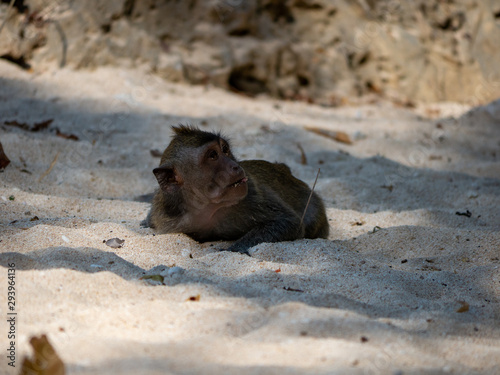 Photography Monkey on the beach
