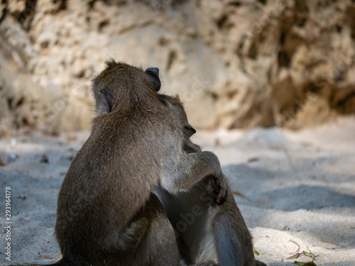 Photography Monkey on the beach