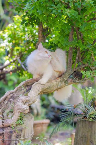 Mix persian cat sitting on a tree branch on a sunny day.
