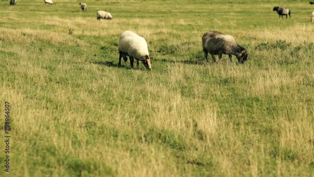 Sheeps are eating graze in a middle of the meadow in slow motion movement Sheeps are eating graze in a middle of the meadow in slow motion movement