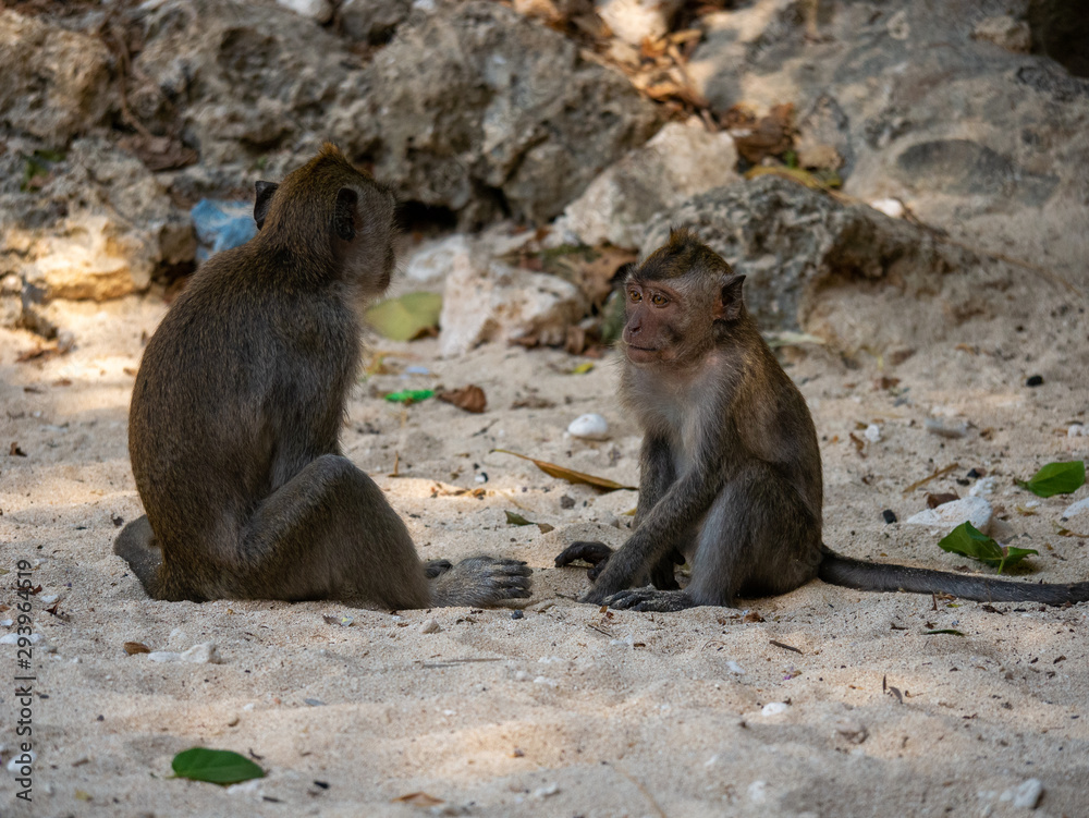 Monkey on the beach Monkey on the beach