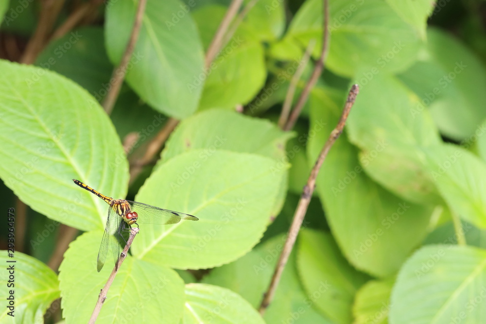 トンボ　あじさい