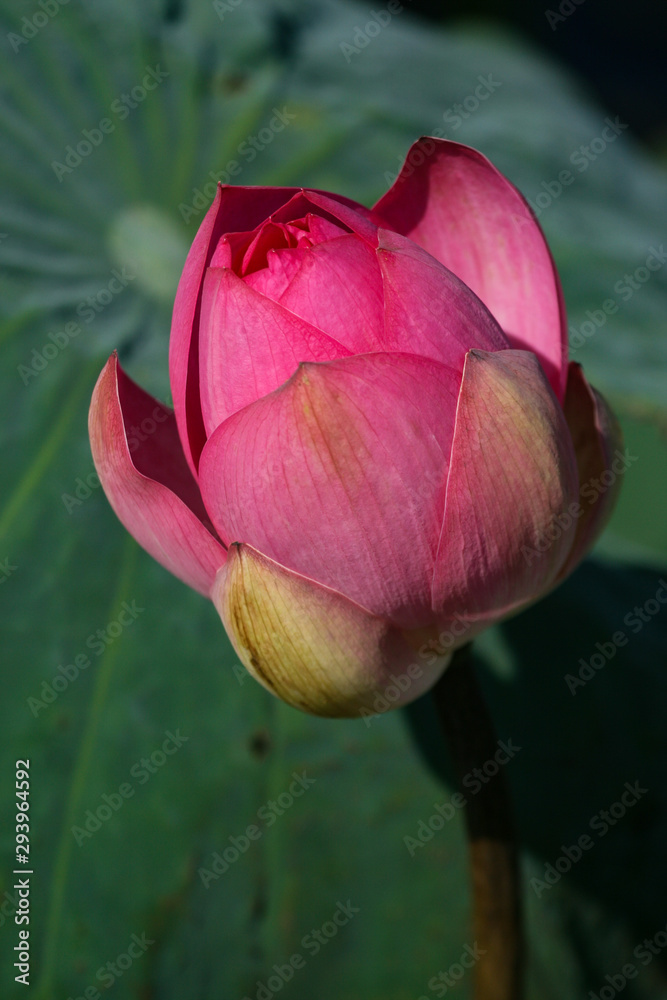 Pink Lotus bud, Nymphaeaceae in natural wetland Pink Lotus bud, Nymphaeaceae in natural wetland