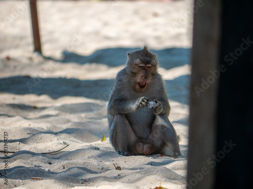 Photography Monkey on the beach