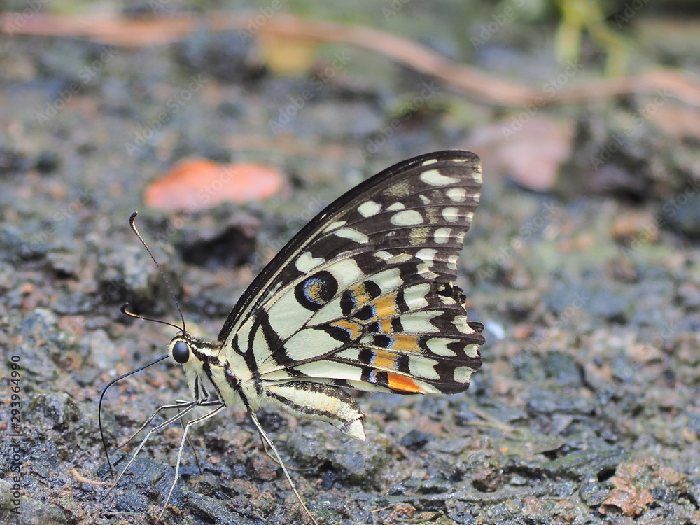 butterfly on leaf butterfly on leaf