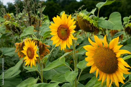 bright sunflowers on a large field on a sunny day