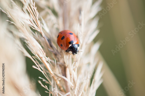 Lady bug