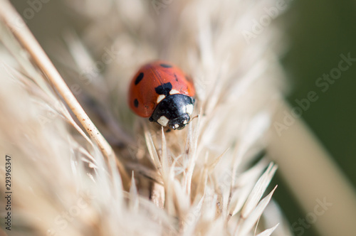 Lady bug