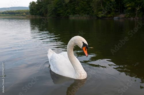 white swans with small swans on the lake