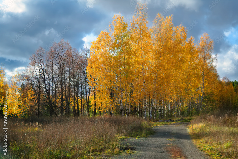 Autumn rural landscape. Yellowed grass in the meadow against the background of the forest and blue sky with beautiful clouds.