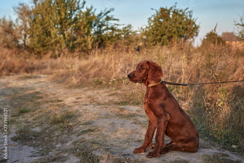 Irish Setter Puppy. Irish Setter Red. Dog with the owner walk in the field.