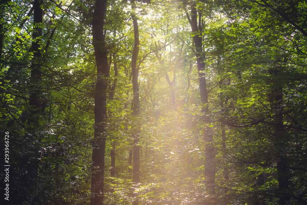 Obraz premium German forest Eifel