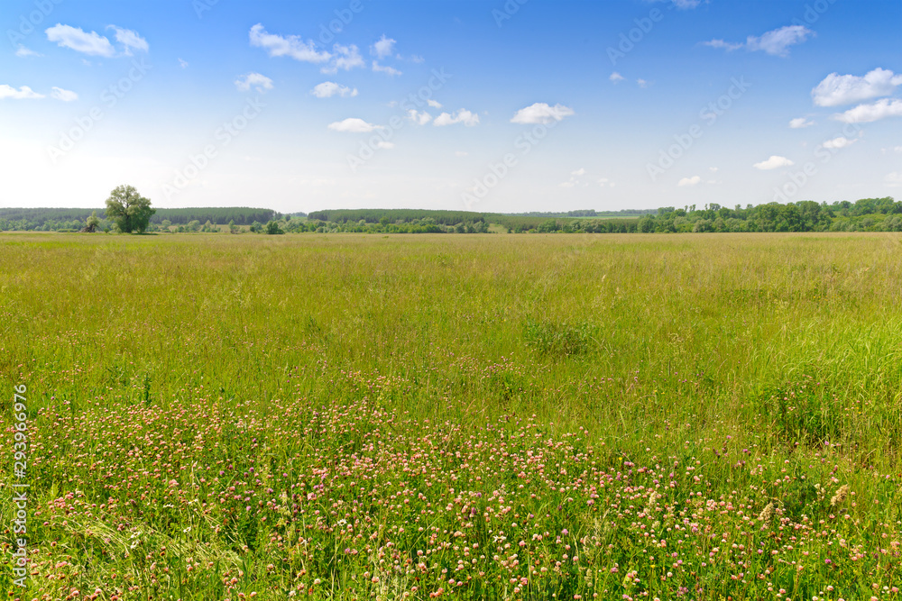 Summer landscape with green field and forest on the horizon. Summer landscape with green field and forest on the horizon.