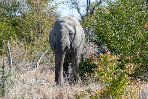 Close up of an African Elephant -Loxodonta Africana- browsing in the green bushes of Etosha national Park, Namibia.