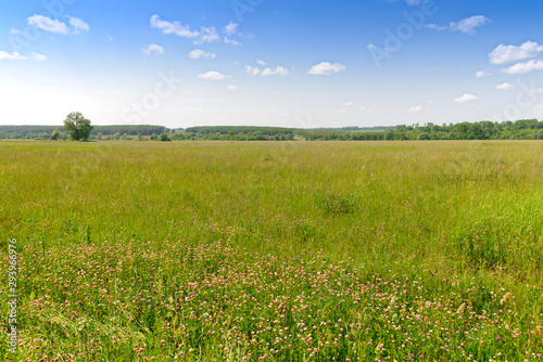 Summer landscape with green field and forest on the horizon.