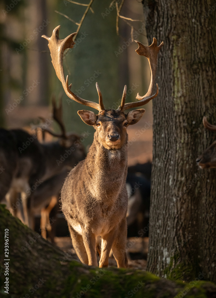 male deer next to tree male deer next to tree