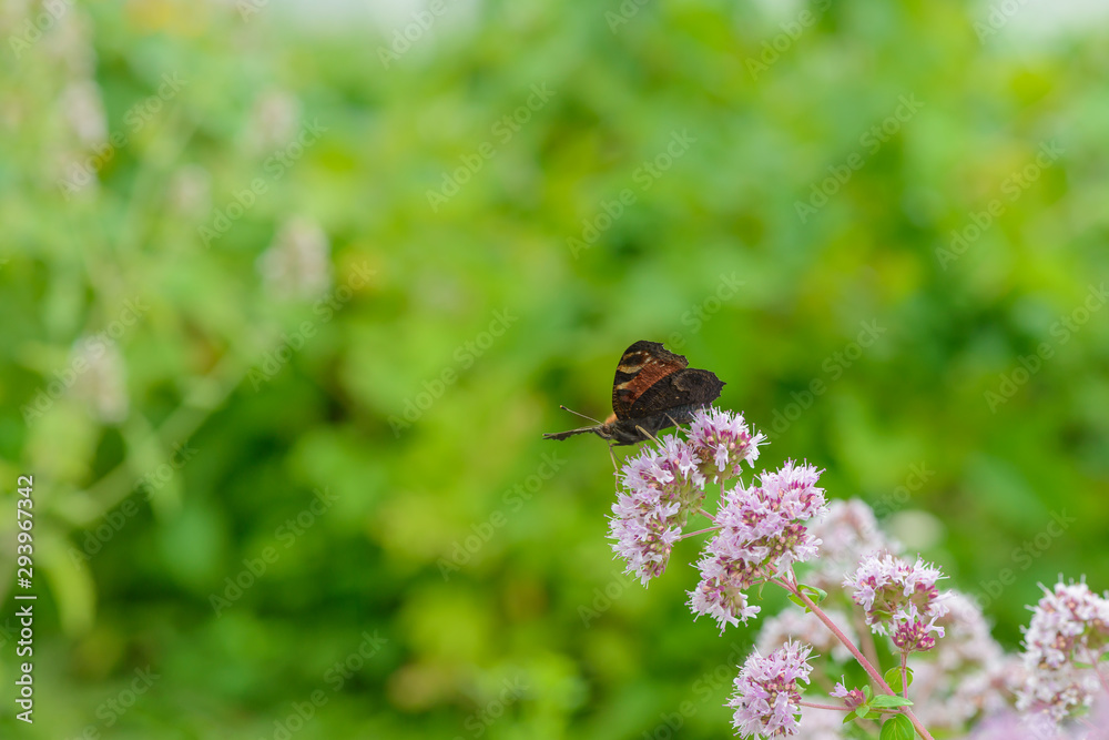 Butterfly sits on oregano flower on a green background Butterfly sits on oregano flower on a green background