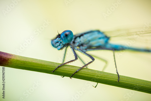 Wide-eyed common bluet in an exteme close-up © Magnus