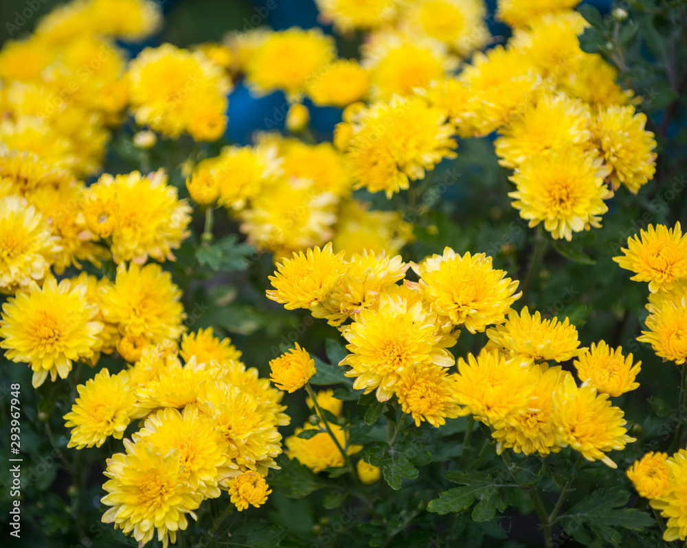 Yellow chrysanthemum flower blooming in the garden Yellow chrysanthemum flower blooming in the garden