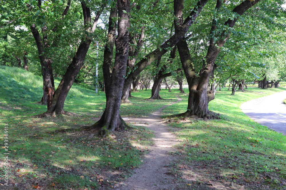 Naklejka premium 公園 道