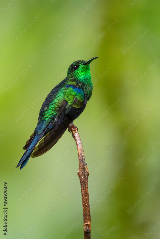 Fototapeta premium Fork-tailed Woodnymph - Thalurania furcata, beautiful neck-shining hummingbird from Andean slopes of South America, Wild Sumaco, Ecuador.