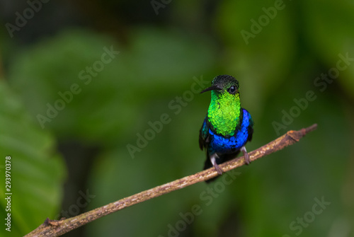 Fork-tailed Woodnymph - Thalurania furcata, beautiful neck-shining hummingbird from Andean slopes of South America, Wild Sumaco, Ecuador.