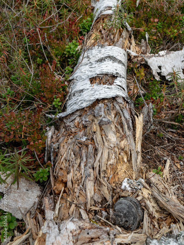 picture with old and broken tree stump picture with old and broken tree stump