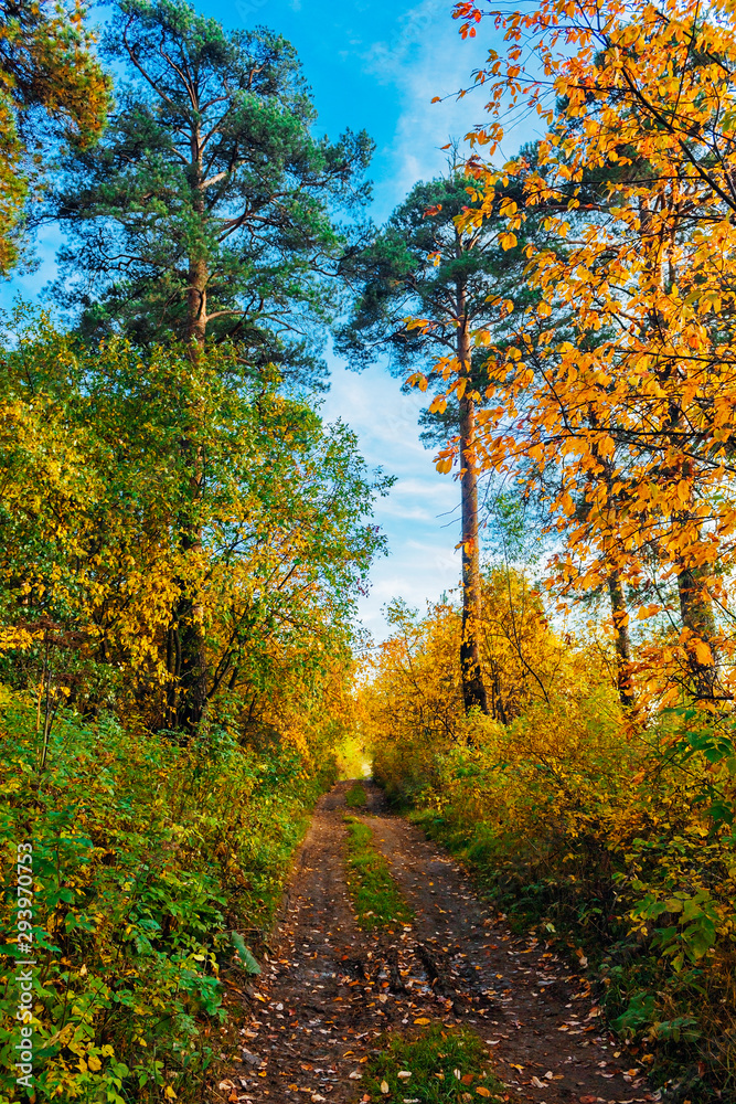 Fototapeta premium dirt road in the forest on a autumn day