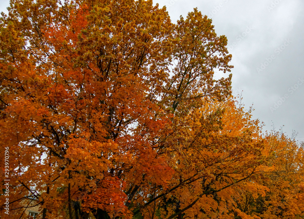 trees with red yellow leaves in rainy weather trees with red yellow leaves in rainy weather