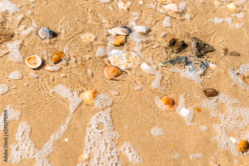 Canvas-taulu Orilla de la playa con conchas y almejas y espuma de mar