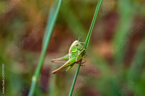 green grasshopper