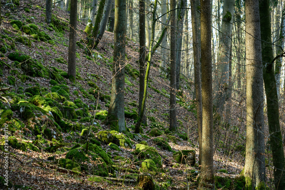 Trees and mossy stones in a bare forest Trees and mossy stones in a bare forest